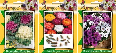 Airex Flowering Kale, Helichrysum and Dimorphotheca Mixed Flower Seeds (Pack Of 25 Seeds * 3 Per Packet) Seed(25 per packet)