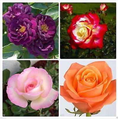 

Priyathams IMPORTED BEAUTIFUL 4 COLORS OF MIX ROSE PLANT SEEDS, PURPLE ROSE + CREAMISH RED ROSE + CREAMISH PINK ROSE + LIGHT ORANGE ROSE PLANT Seed(40 per packet)
