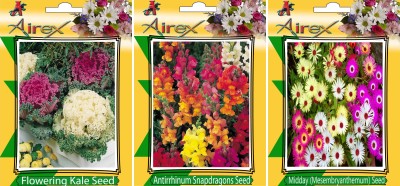 Airex Flowering Kale, Antirrhinum Snapdragons and Mesembryanthemum / Midday Flower Seeds + Humic Acid Fertilizer (For Growth of All Plant and Better Responce) 15 gm Humic Acid + Pack Of 30 Seeds * 3 Per Packet Seed(30 per packet)
