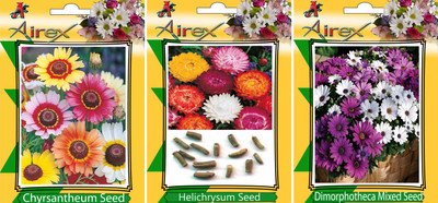 Airex Chrysanthemum, Helichrysum and Dimorphotheca Mixed Flower Seeds (Pack Of 15 Seeds * 3 Per Packet) Seed(15 per packet)