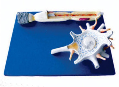 

mLabs GD/A18001 Anatomical Body Model(Human Neuron PVC Model)