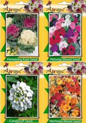 Airex Flowering Kale, Petunia Mixed, Candytuff and Nemesia Mixed Flower Seeds (Pack Of 25 Seeds * 4 Per Packet) Seed(25 per packet)