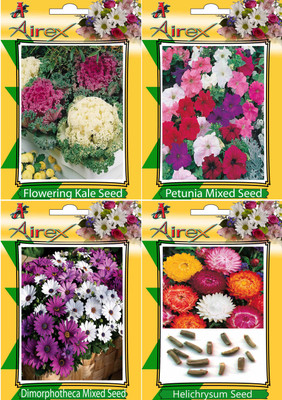 Airex Flowering Kale, Petunia Mixed, Dimorphotheca Mixed and Helichrysum Flower Seeds (Pack Of 25 Seeds * 4 Per Packet) Seed(25 per packet)