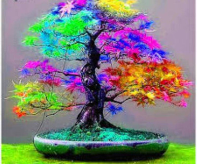 

nskon BONSAI Japanese changed color Maple world Rare Rainbow Color Very Beautiful Japan Plant Seed(10 per packet)