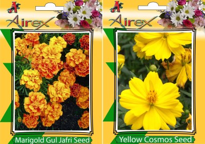 Airex Marigold Gul Jafri and Yellow Cosmos (Summer) Flower Seed (Pack Of 15 Seed * 2 Per Packet) Seed(15 per packet)