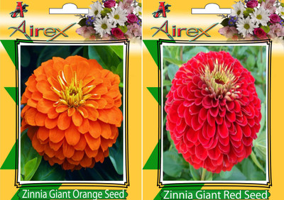 

Airex Orange Gaint Zinnia and Zinnia Giant Red (Summer) Flower Seeed BY AIREX + Humic Acid Fertilizer (For Growth of All Plant and Better Responce) 15 gm Humic Acid + Pack Of 30 Seeds * 2 Per Packet Seed(30 per packet)