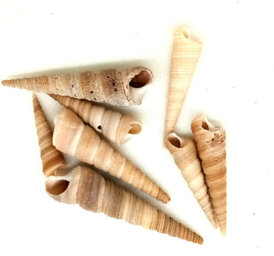 

Aadya Crafts Sea Shell Mould