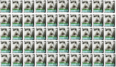 

Pets Empire Flea and Tick Neem Dog Shampoo(12 ml)