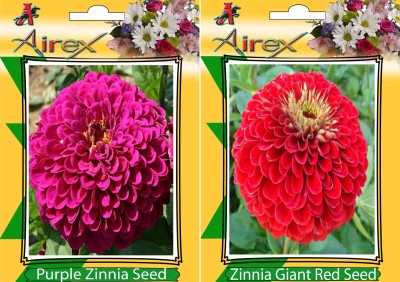 Airex Purple Zinnia Mixed and Zinnia Giant Red (Summer) Flower Seed (Pack Of 20 Seed * 2 Per Packet) Seed(20 per packet)