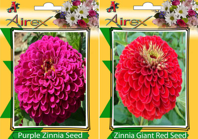 

Airex Purple Zinnia Mixed and Zinnia Giant Red (Summer) Flower Seed (Pack Of 25 Seed * 2 Per Packet) Seed(25 per packet)