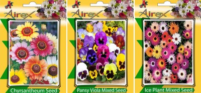 Airex Chrysanthemum, Pansy Viola Mixed and Ice Plant Mixed Flower Seeds (Pack Of 15 Seeds * 3 Per Packet) Seed(15 per packet)