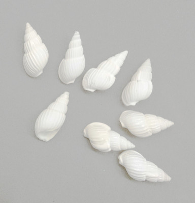 

Aadya Crafts Sea Shell Mould 1