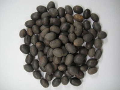 

ROSEMERC KAMAL GATTA/LOTUS (21 PER POCKET) Seed(21 per packet)