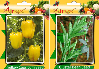 Airex Capsicum Yellow and Cluster Bean Vegetables Seed (Pack Of 20 Seed * 2 Per Packet) Seed(20 per packet)