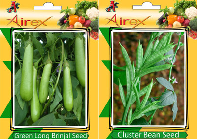 Airex Green Long Brinjal and Cluster Bean (Gwarphali) Vegetables Seed (Pack Of 20 Seed * 2 Per Packet) Seed(20 per packet)