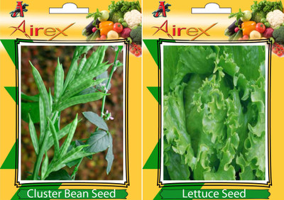 

Airex Cluster Bean (Gwarphali) and Lettuce Vegetables Seed + Humic Acid Fertilizer (For Growth of All Plant and Better Responce) 15 gm Humic Acid + Pack Of 30 Seed * 2 Per Packet Seed(30 per packet)