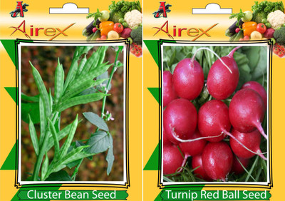 Airex Cluster Bean (Gwarphali) and Turnip Red Ball Vegetables Seed (Pack Of 15 Seed * 2 Per Packet) Seed(15 per packet)