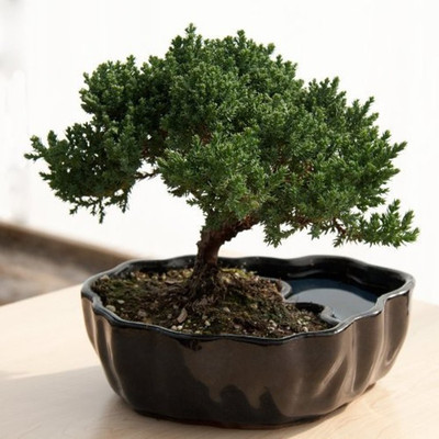 

NSKON Imported Bonsai Green Maple Plant Seed(10 per packet)