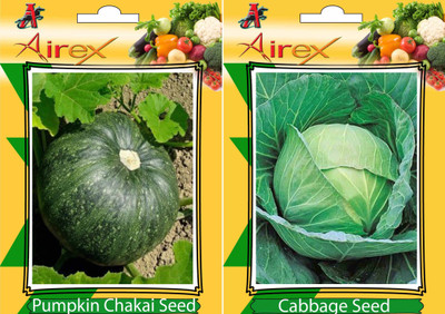 Airex Pumpkin and Cabbage Vegetables Seed (Pack Of 20 Seed Pumpkin + 20 Cabbage) Seed(20 per packet)