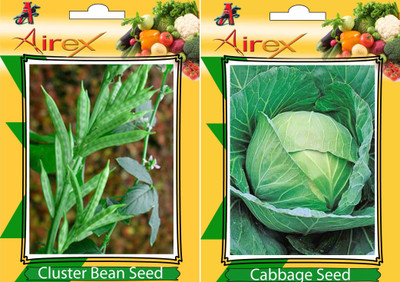 Airex Cluster Bean (Gwarphali) and Cabbage Vegetables Seed (Pack Of 20 Seed * 2 Per Packet) Seed(20 per packet)