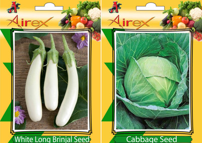 Airex White Long Brinjal and Cabbage Vegetables Seed (Pack Of 20 Seed White Long Brinjal + 20 Cabbage) Seed(20 per packet) Airex White Long Brinjal and Cabbage Vegetables Seed (Pack Of 20 Seed White Long Brinjal + 20 Cabbage) Seed(20 per packet)