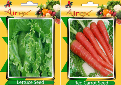Airex Lettuce and Red Carrot Vegetables Seed (Pack Of 25 Seed Lettuce + 25 Red Carrot) Seed(25 per packet)
