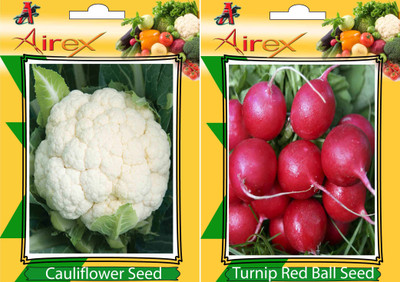 

Airex Cauliflower and Turnip Red Ball Vegetables Seed (Pack Of 15 Seed Cauliflower + 15 Turnip Red Ball) Seed(15 per packet)