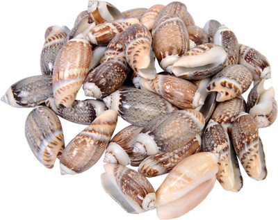 

Vardhman Sea Shells shankh brown color ,500 Gm Pack ,Used In Aquariums ,Art & Crafts ,Decorations, Table Decoration , Approx,( 47 Pcs ) size 5 x 2.5 x 2 cms River Rock Unplanted Substrate(Brown)