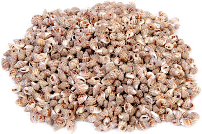 

Vardhman Sea Shells small ,2000 pcs ,( 500 gms pack ) ,Used In Aquariums ,Art & Crafts ,Decorations, Table Decoration , size 1.5 cms River Rock Unplanted Substrate(Brown)