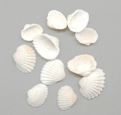 

Aadya Crafts Sea Shell 2