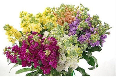 

Generic Generic Stock Flower Seeds Seed(50 per packet)