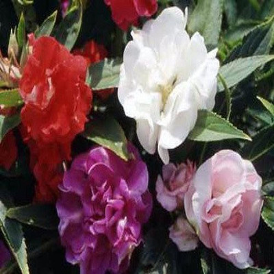 

Generic Balsam Flower Seeds for Home Gardening Seed(35 per packet)