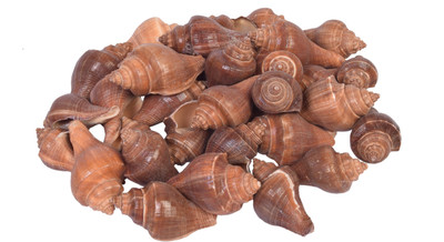 

Vardhman Sea Shells Shankh ,31- 33 pcs ,( 500 gms pack ) ,Used In Aquariums ,Art & Crafts ,Decorations, Table Decoration , size 6 x 3.75 x 3 cms River Rock Unplanted Substrate(Brown)