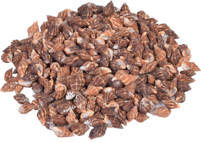 

Vardhman Sea Shells small ,750 pcs ,( 500 gms pack ) ,Used In Aquariums ,Art & Crafts ,Decorations, Table Decoration , size 1.75 cms River Rock Unplanted Substrate(Brown)