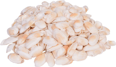 

Vardhman Sea Shells White ,500 pcs ,( 500 gms pack ) ,Used In Aquariums ,Art & Crafts ,Decorations, Table Decoration , size 4 x 2.5 x 1 cm River Rock Unplanted Substrate(Beige)