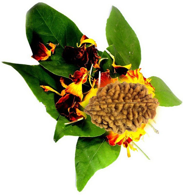 SHIVOHAM Mantra Siddha Two Mukhi Rudraksha With Lab Certified Wood Pendant