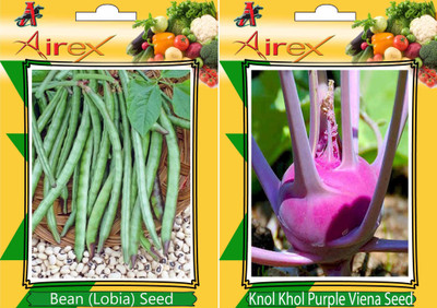 

Airex Lobia, Knol Khol Purple Viena Seed(15 per packet)