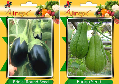 

Airex Round Brinjal, Banga Seed(15 per packet)