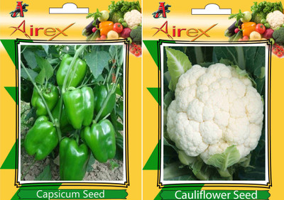 Airex Green Capsicum, Cauliflower Seed(25 per packet)