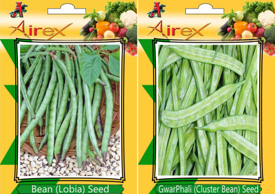 Airex Bean (Lobia), Cluster Bean Seed(25 per packet)