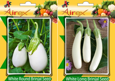 

Airex White Round Brinjal and White Long Brinjal Vegetables Seed + Humic Acid Fertilizer (For Growth of All Plant and Better Responce) 15 gm Humic Acid + Pack Of 30 Seed White Round Brinjal + 30 White Long Brinjal Seed(30 per packet)