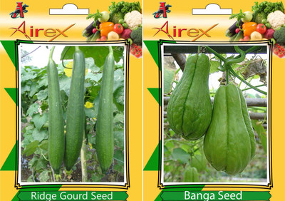 

Airex Ridge Gourd, Banga Seed(20 per packet)