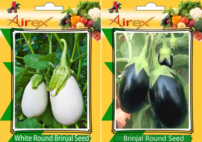 

Airex White Round Brinjal, Round Brinjal Seed(15 per packet)