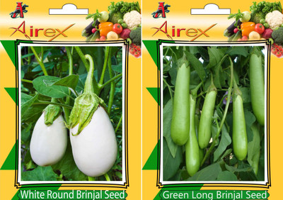 

Airex White Round Brinjal, Green Long Brinjal Seed(25 per packet)