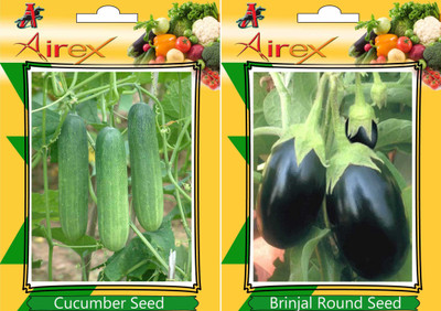

Airex Cucumber, Round Brinjal Seed(25 per packet)