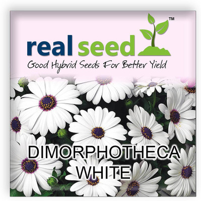 

Real Seed Real Seed Dimorphotheca White Hybrid Imported Flower Seeds Seed(10 per packet)