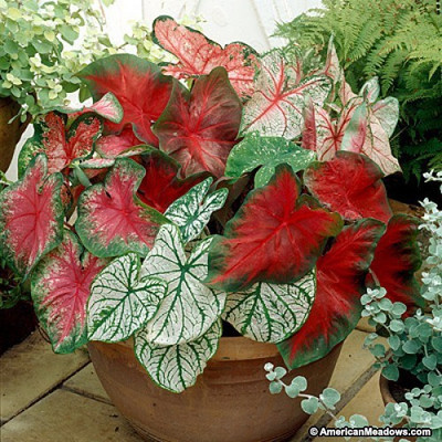 

Kraft Seeds Caladium Flower Bulbs (Pack of 5) by Kraft Seeds Seed(5 per packet)