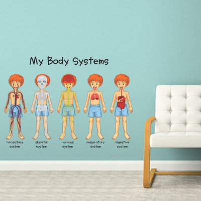 WALLSTICK 90 cm My Body Systems Removable Sticker(Pack of 1)