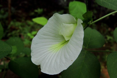 

Generic Aparajita Clitoria Ternatia Butterfly Pea Flower plant seeds Seed(25 per packet)