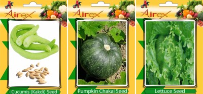 Airex Cucumis, Lettuce and Pumpkin Vegetables Seed (Pack Of 15 Seed Cucumis + 15 Lettuce + 15 Pumpkin Seed) Seed(15 per packet)